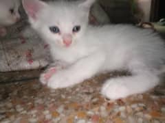 6 kittens5 white and 1 white and brown