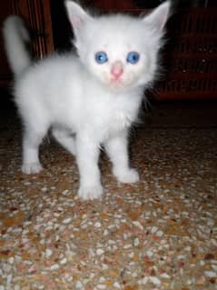 6 kittens5 white and 1 white and brown