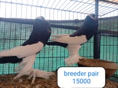fancy pigeon | kabutar| Jacobin|  frillback saddle | amarican fantail|
