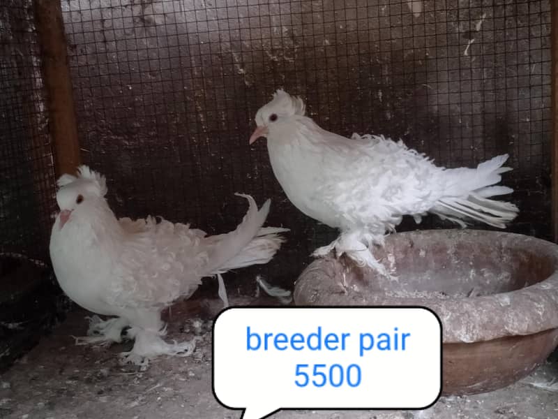 fancy pigeon | kabutar| Jacobin|  frillback saddle | amarican fantail| 6