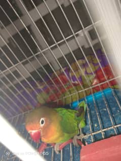 Lovebird
