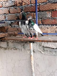 Royal Teddy Pigeon | Kabootar | کبوتر | Teddy Pair for sale