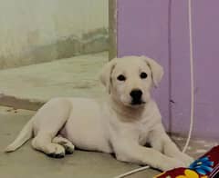 Off white Labrador Puppy for sale