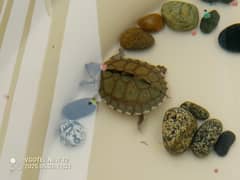 American turtle