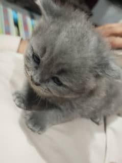 British shorthair and Siamese cat  kitten available