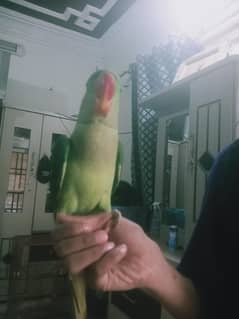 pahari