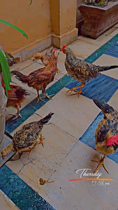 Desi chicks for sale full healthy and active chicks for sale