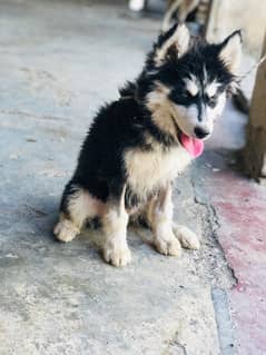 Siberian