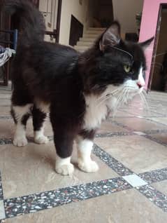 percian cat