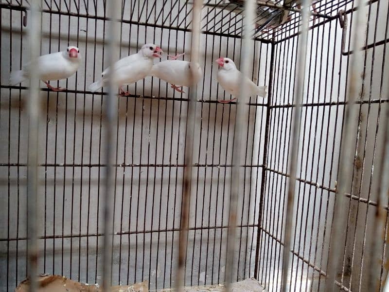 2 pair  java healthy and active urgent sale 0