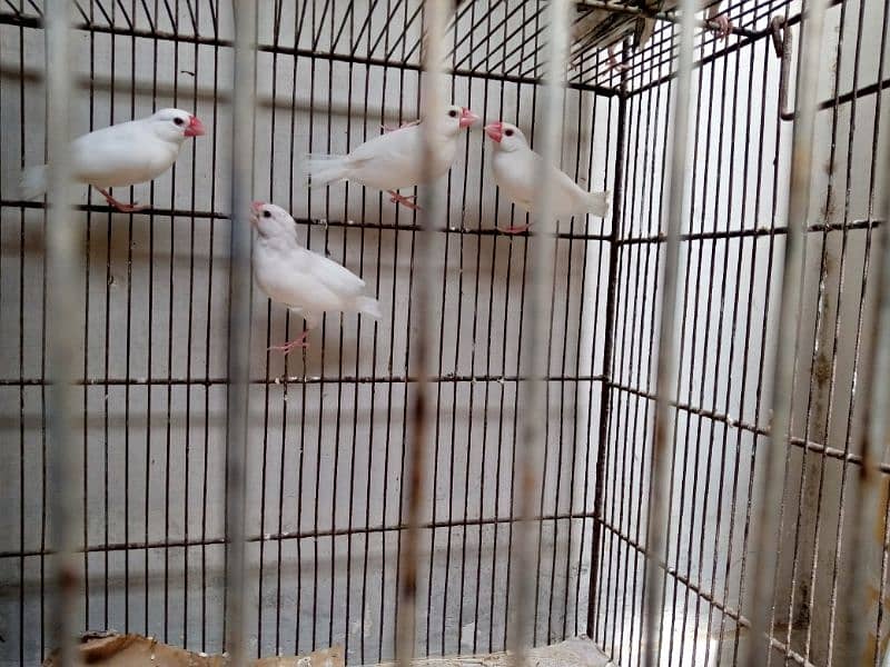 2 pair  java healthy and active urgent sale 1