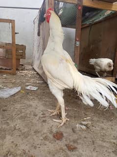 Heera