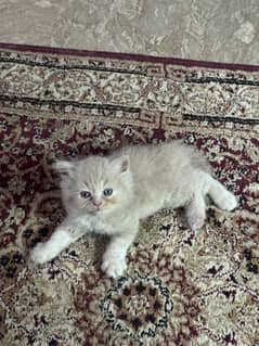 Persian
