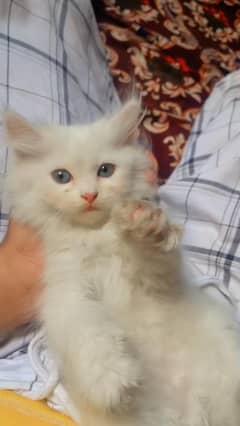 Persian kitten