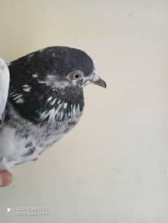 Pigeon