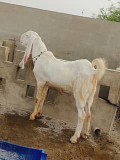 pure gulabi bakriyan 2 dant 4 dant aik pure rajanpuri gulabi bakra