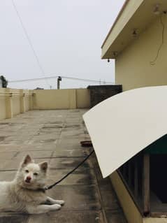 Russian dog