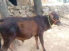 desi bachha