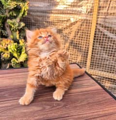 Persian