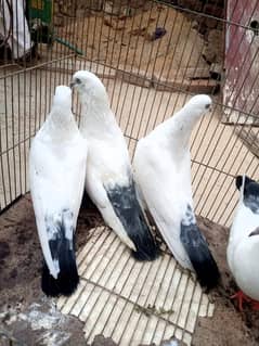 Kalduma 2 Bridar pair