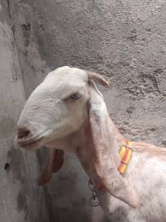 goat female