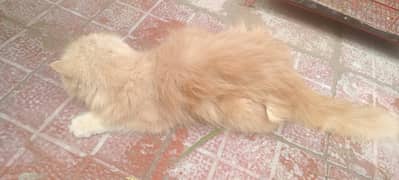 Persian cat for sale with kids in fare rate