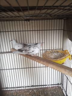 pied dove breeder pair