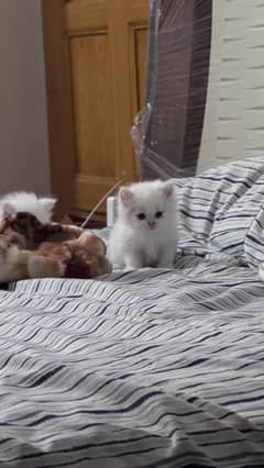 Pair of Persian kittens 5000 each, 30 days old