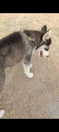 husky