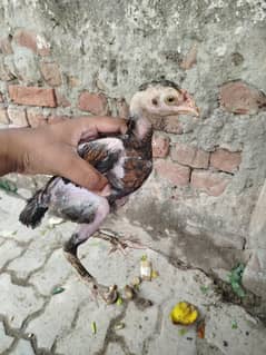 aseel chick