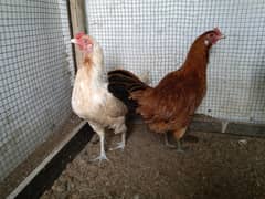 GOLDEN MISRI HENS