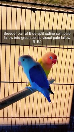 love birds for sale