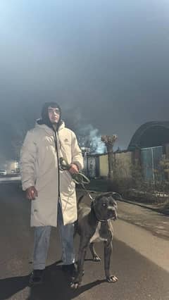 American bully