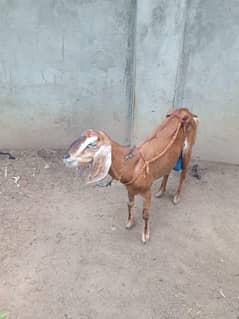 all goats for sale urgently l
