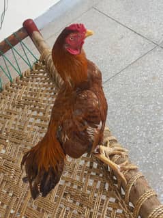 aseel mianwali bangadi peela murgh