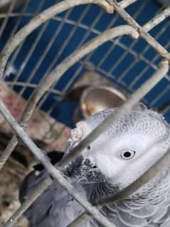 African grey female. .