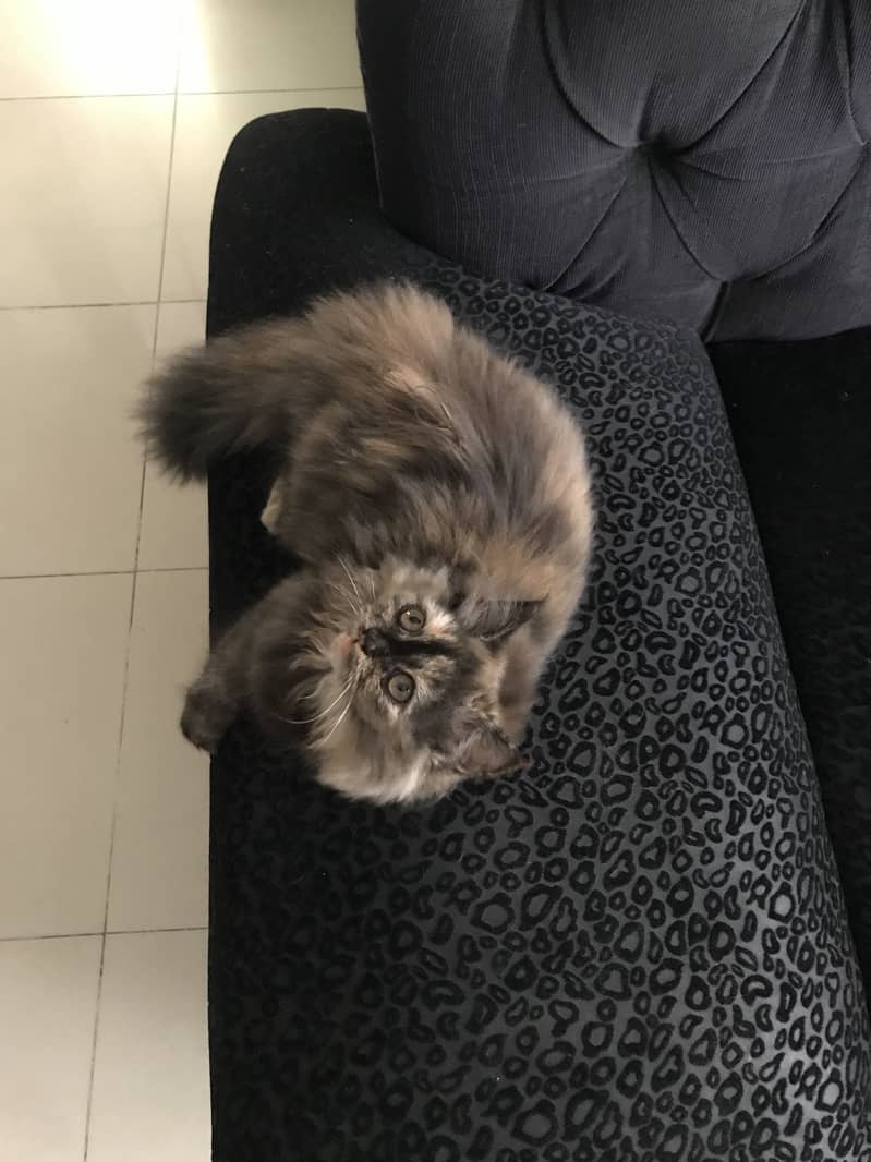 Persian Kitten | Triple Coated | Golden Eyes | Punch Face 0