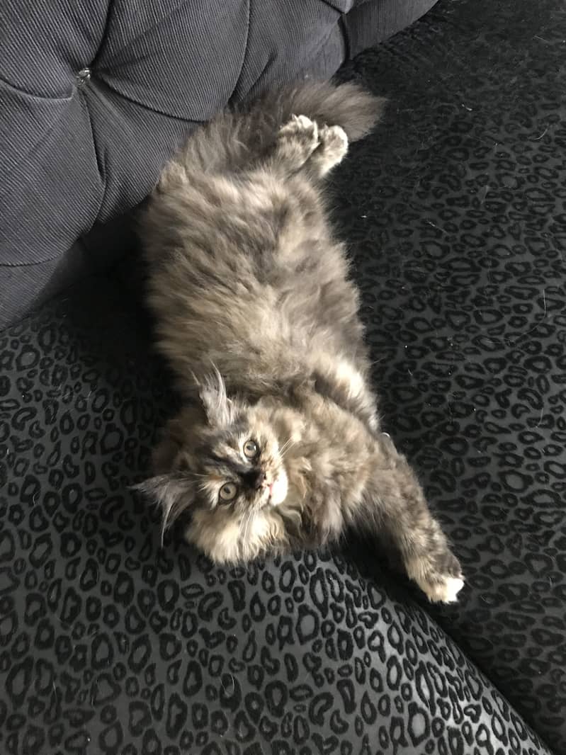 Persian Kitten | Triple Coated | Golden Eyes | Punch Face 2