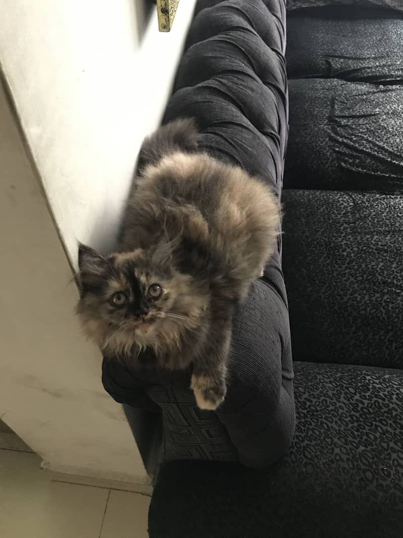 Persian Kitten | Triple Coated | Golden Eyes | Punch Face 3