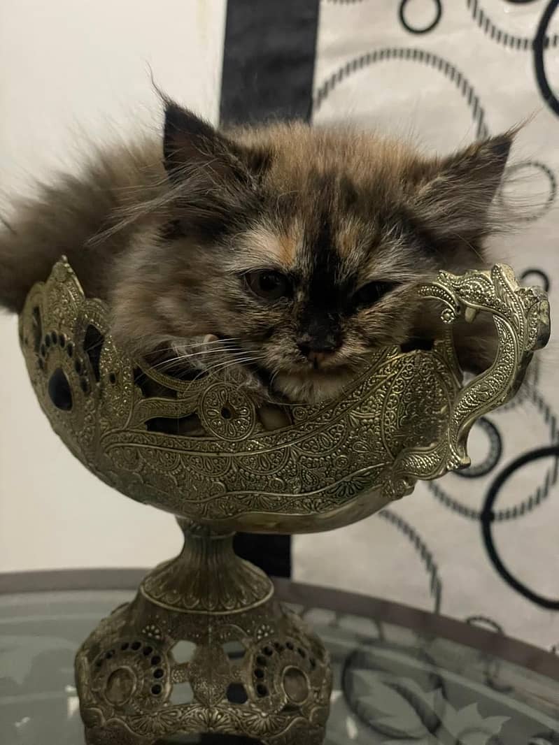Persian Kitten | Triple Coated | Golden Eyes | Punch Face 5