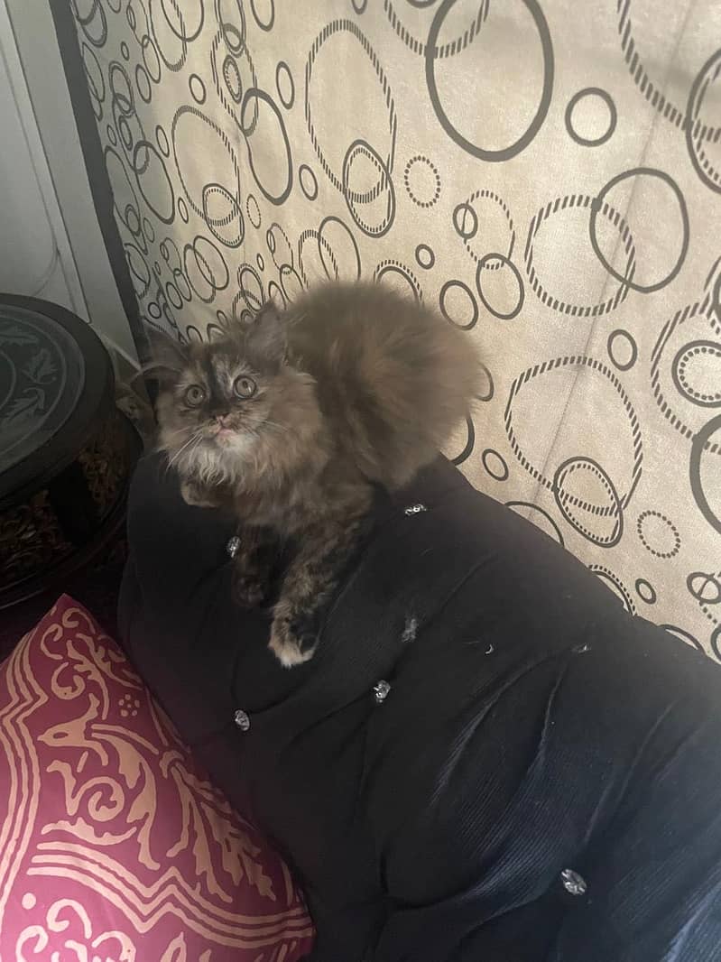 Persian Kitten | Triple Coated | Golden Eyes | Punch Face 6