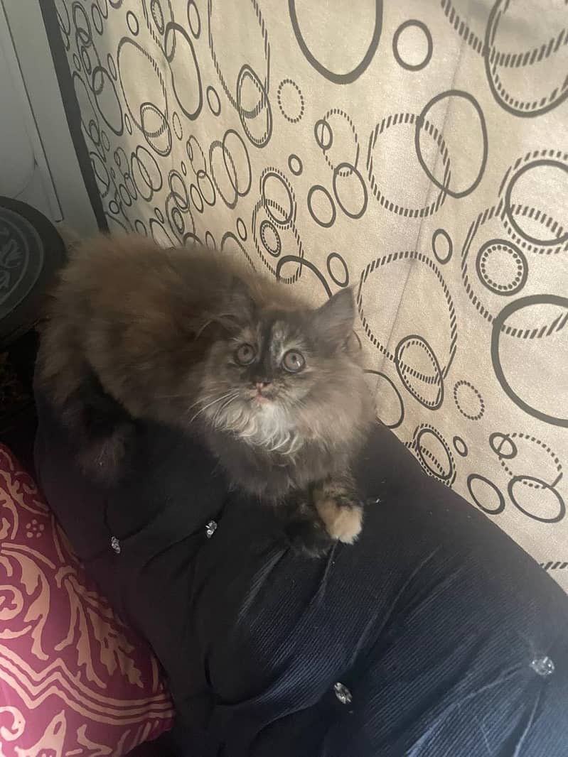 Persian Kitten | Triple Coated | Golden Eyes | Punch Face 7