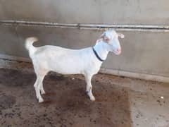 gabban bakri