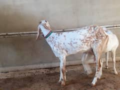 gabban bakri