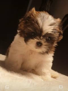 Shish tzu