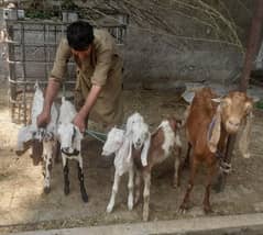 goat for sale