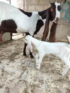 bakri
