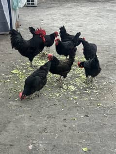 Australorp Hens
