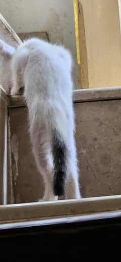 kitten