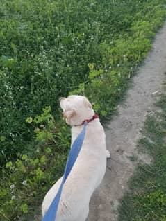 labrador